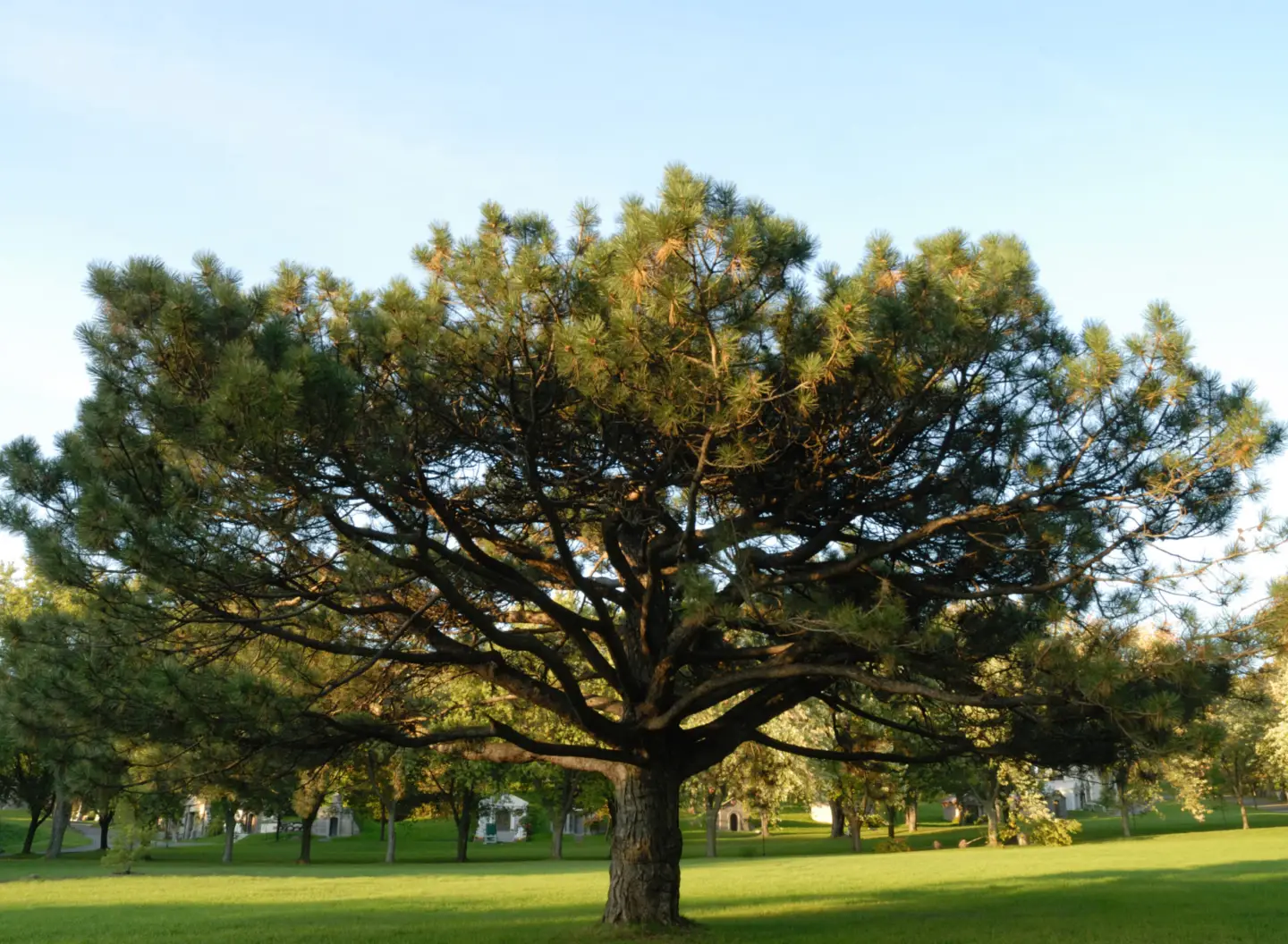 Pin noir d Autriche European Black Pine Suzza Hardy 2011