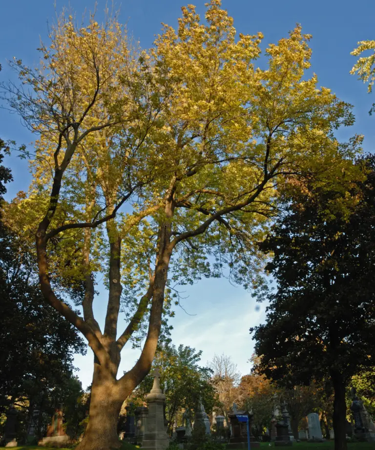 Frene rouge Red Ash Suzanne Hardy 2011