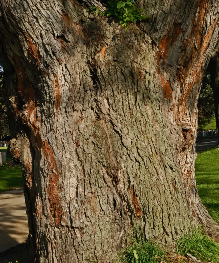 Erable argente Silver Maple Suzanne Hardy 2011