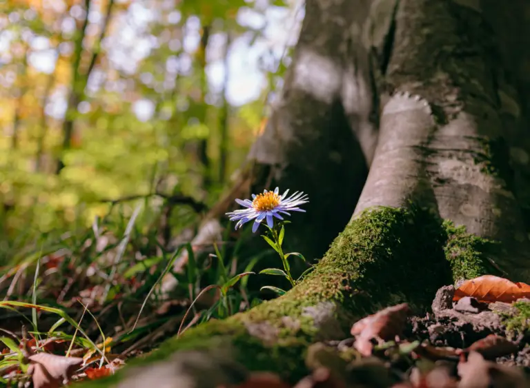 3680 FAB site web jardiniere